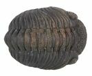 Fat Boeckops Trilobite Fossil - Rock Removed #55854-2